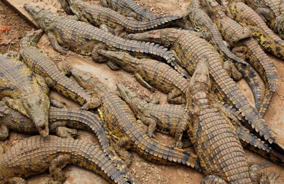 Maroc: 300 crocodiles lâchés pour un nouveau parc de loisirs
