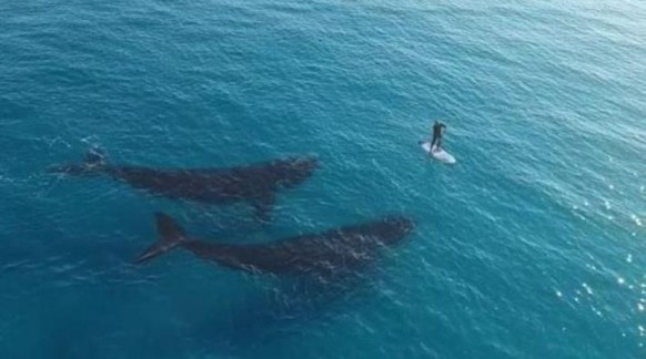 VIDEO – Australie. La rencontre de deux baleines et un surfeur